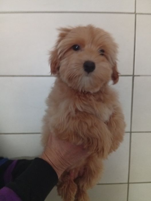 Дівчинка мальтіпу.