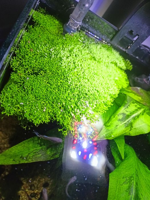 Wgłębka wodna (roślina)