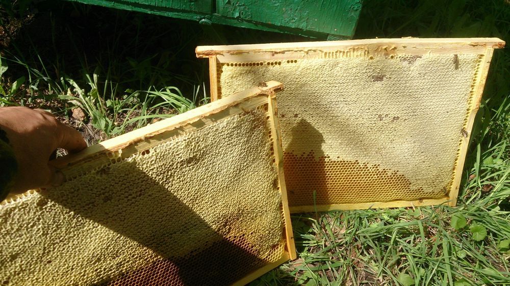 Продам бджолопакети