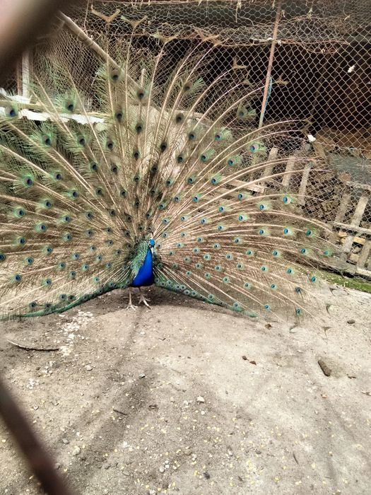 Pavões várias qualidades e tamanhos
