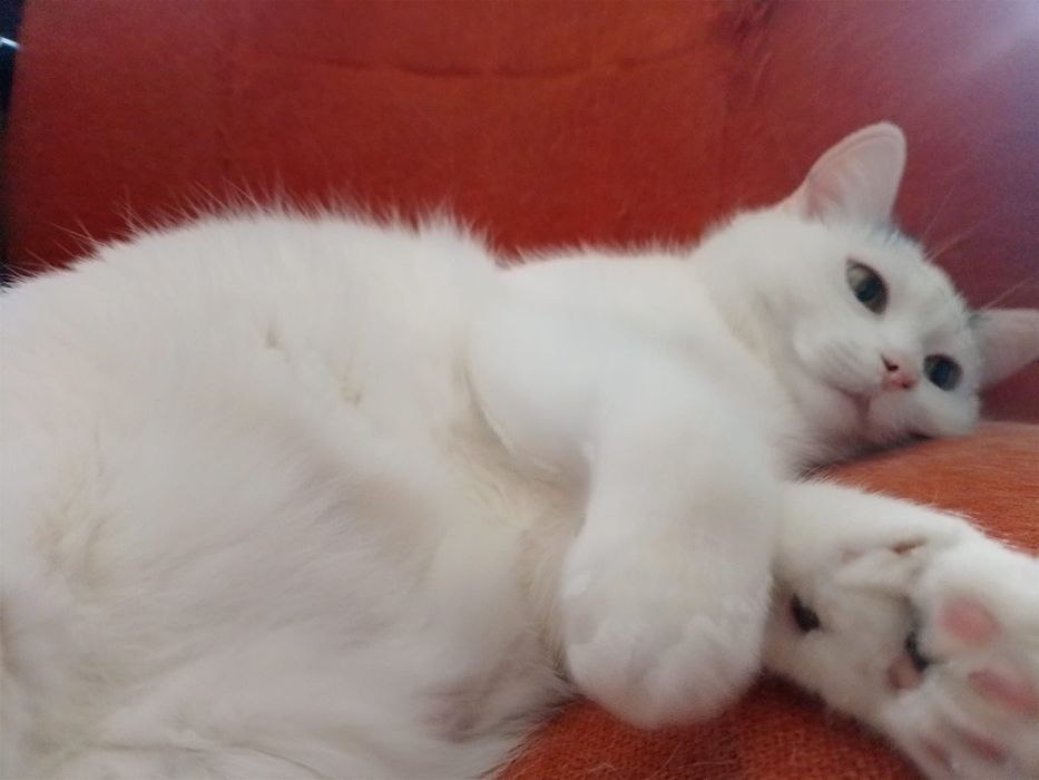 Luna i Lala - adopcja w dwupaku