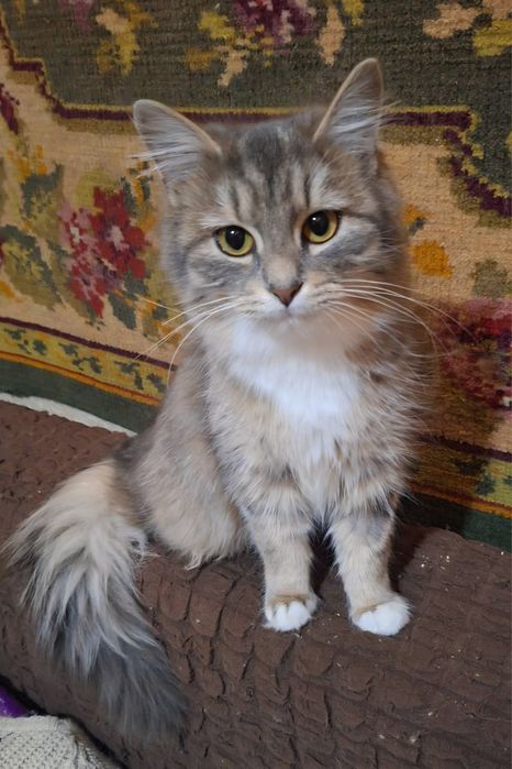 Пушистую молоденькую кошечку отдам  в хорошие руки!!!