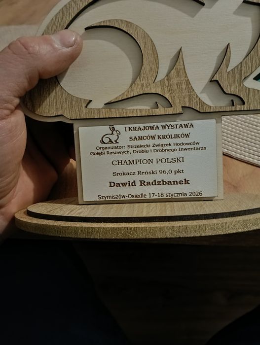 Srokacz reński ,samiec samice królik króliki