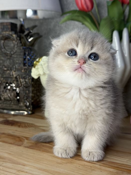 Золотая шиншилла