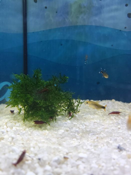 Camarão neocaridina