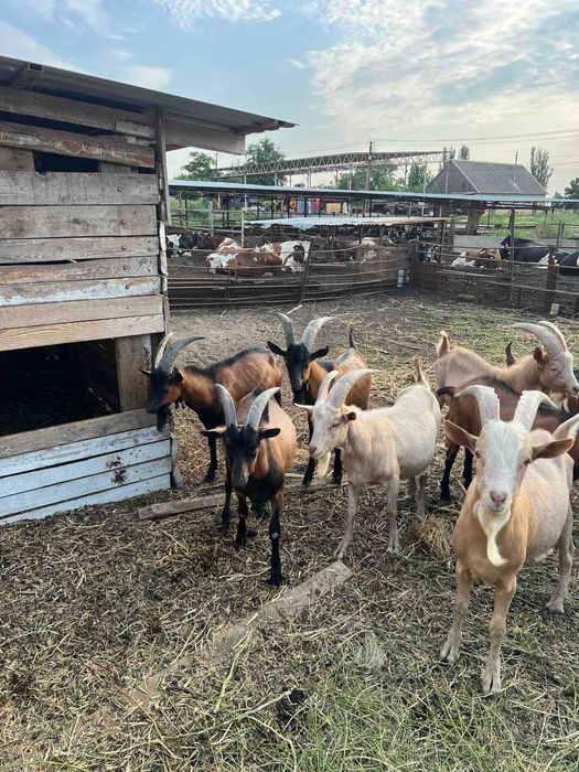 Продам козлов альпийской породы