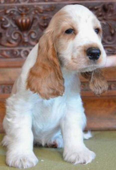 Cocker Spaniel Inglês FEMEA LARANJA RUÃO com LOP  e AFIXO