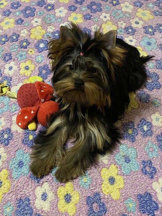 Девочка йоркширский терьер стандарт