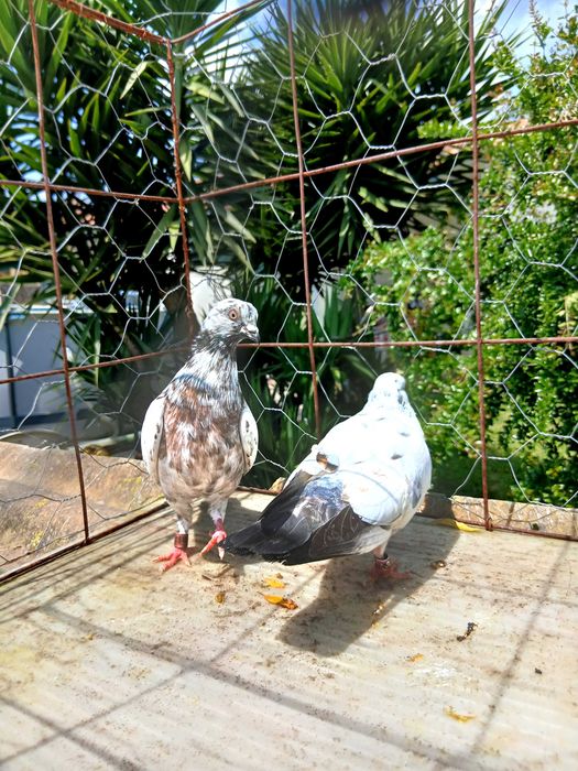 Pombos cambalhotas português