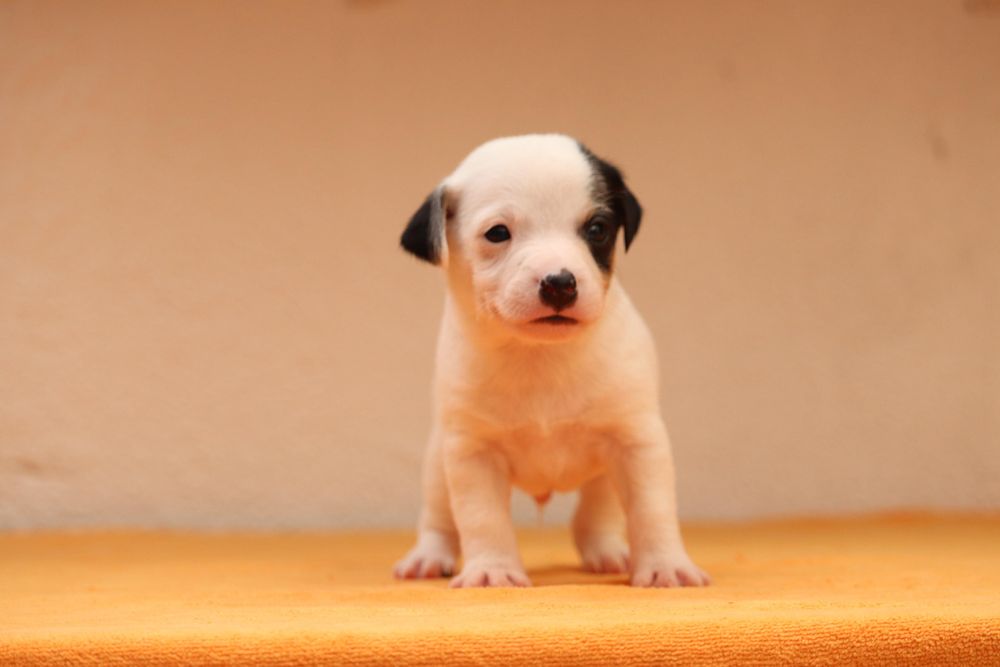 Macho Jack Russell Terrier