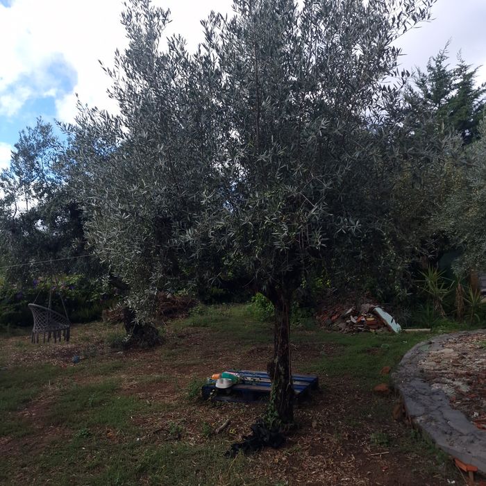 Oliveiras biologicas