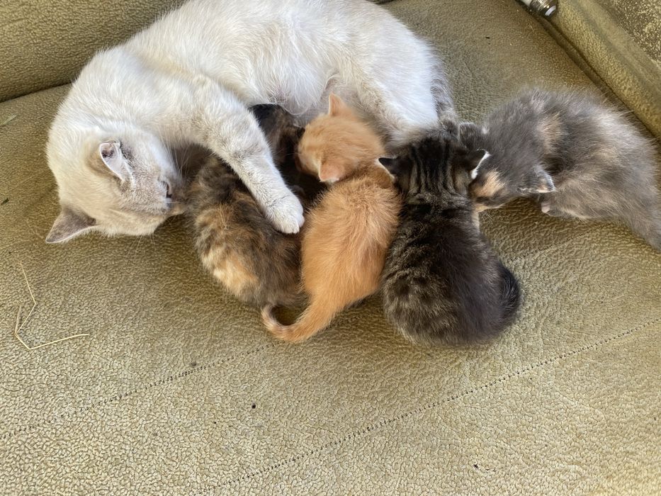 Коты коты коты коты