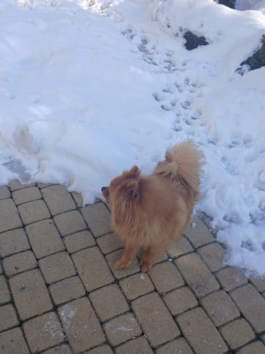 Szpic Niemiecki śliczna suczka