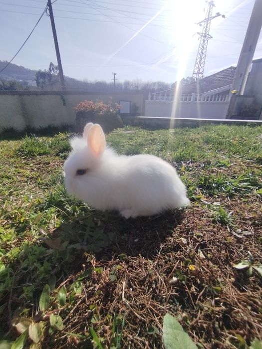 Coelhos de estimação
