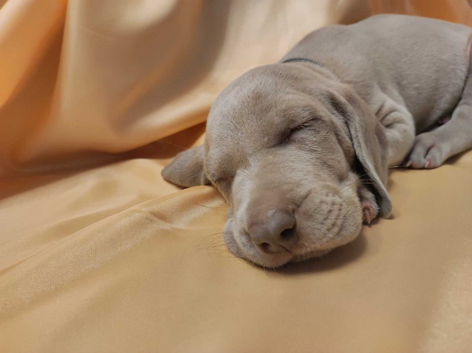 Wyżeł Weimarski domowo-rodzinny WEIMARANER