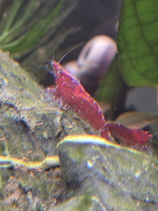 Camarões Neocaridina Fire Red para aquário