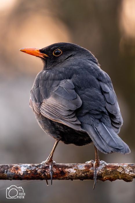 Canon r10+ 100-400mm