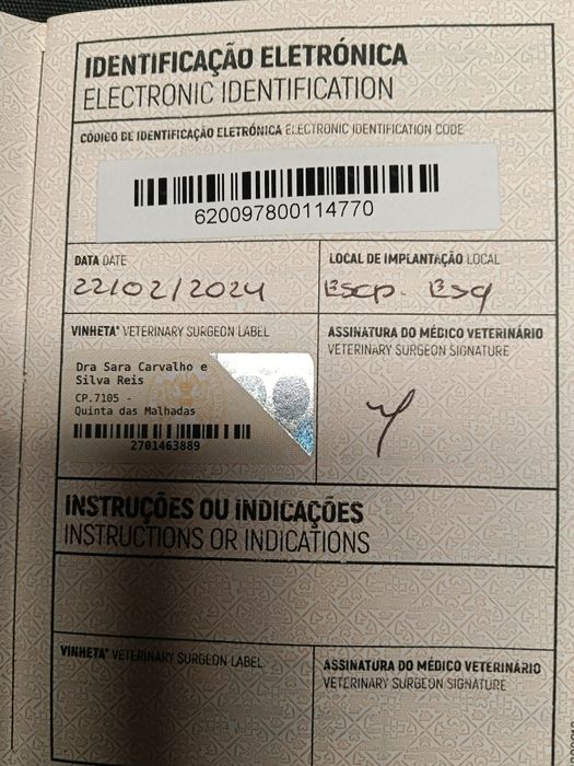 Schnauzer mini c lop e afixo