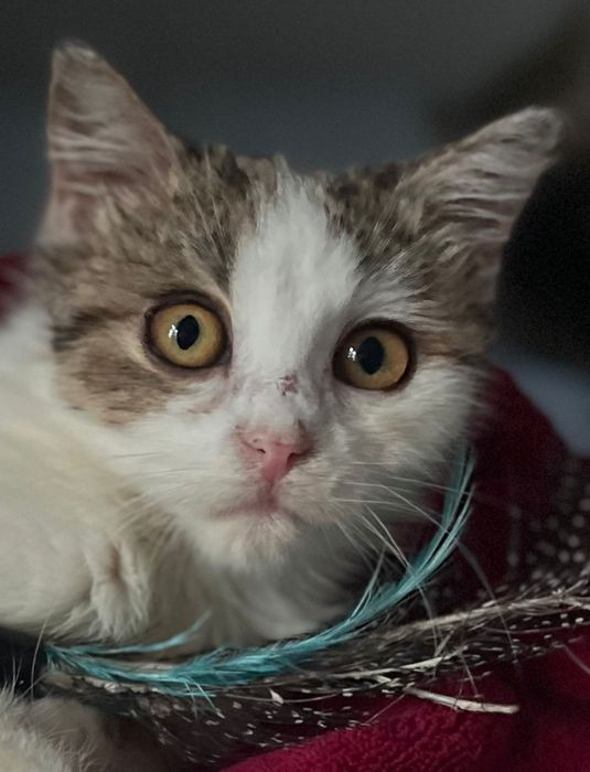 Przekochana Suszi błaga o dom..