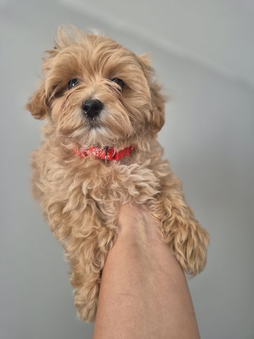 Suczka Maltipoo F1