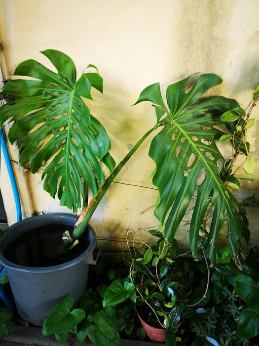 Monstera deliciosa – Planta com 2 folhas (50 cm)