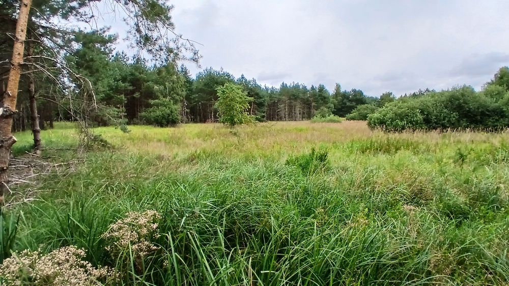 1.76 ha Raj dla koni przy granicy Gniezna! (las + wielka polana pod padok) - Widok 2