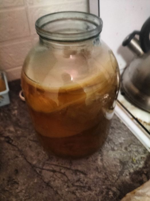 Чайний гриб, комбуча віддам у добрі руки