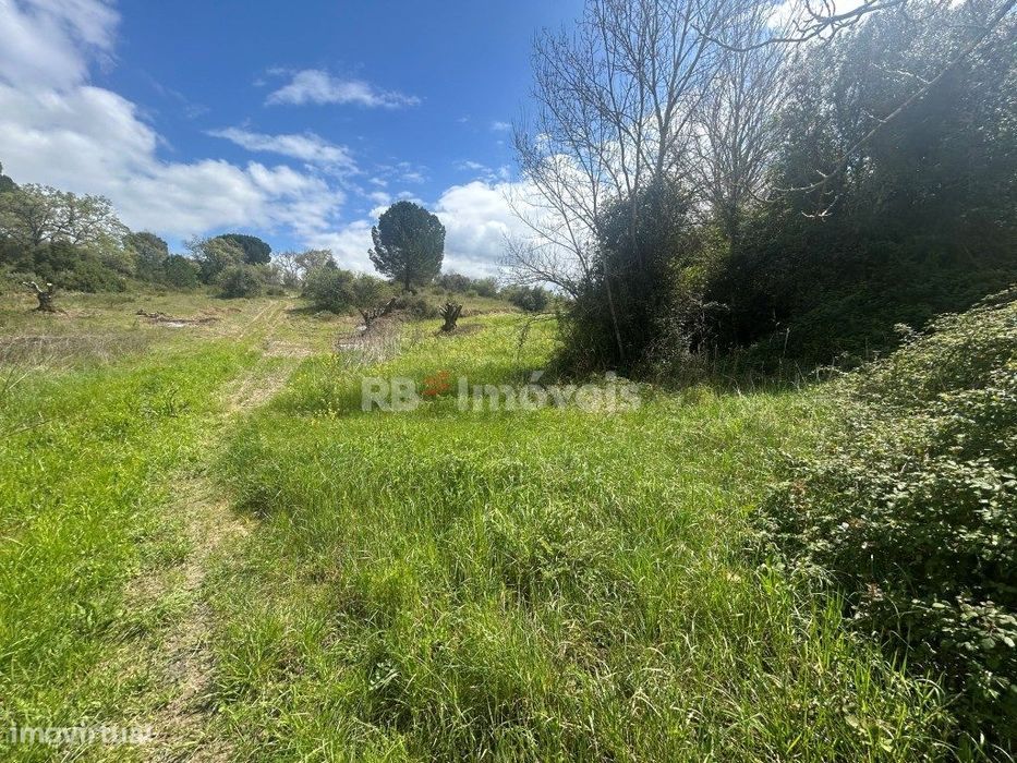 3 Terrenos rústicos com luz e poço - Delongo, Tomar