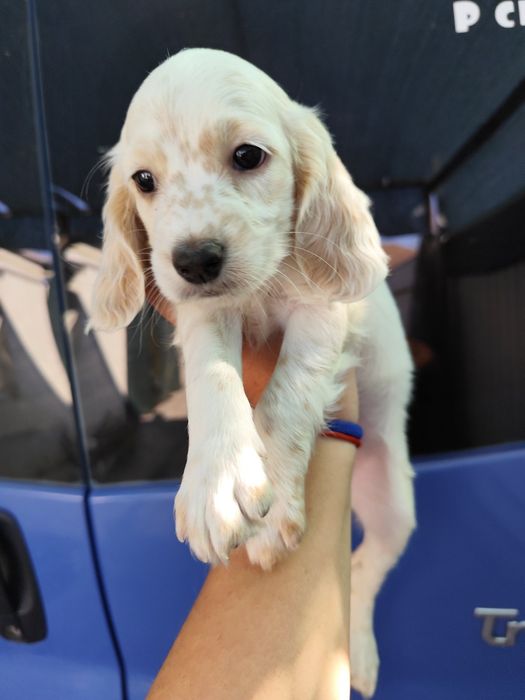 Вязка Кокер Спаниеля