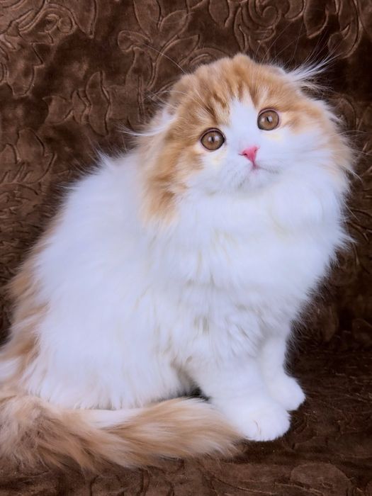Фолд , шотландське кошеня , хлопчик.