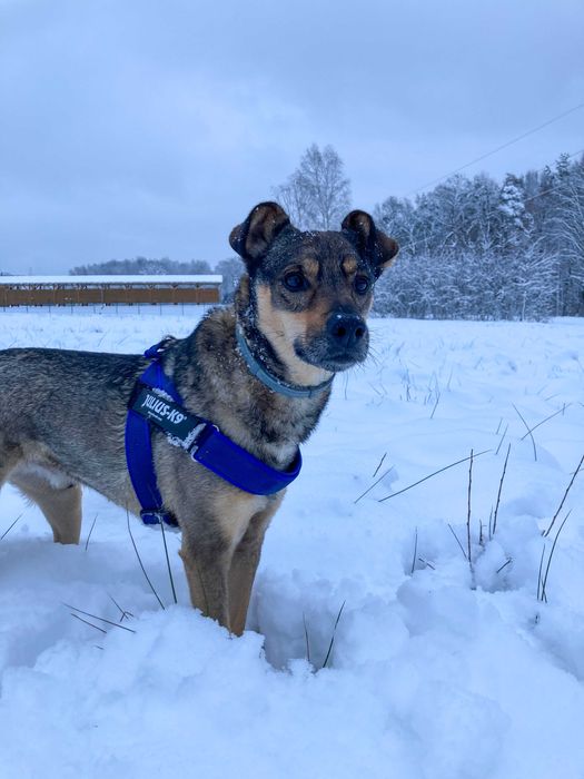 Piękny i mądry Bruno potrzebuje nowego domu Przebywa w Tychach (śląsk)
