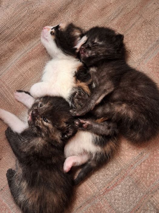 РОЗДАМ КОШЕНЯТ до вересня!!!