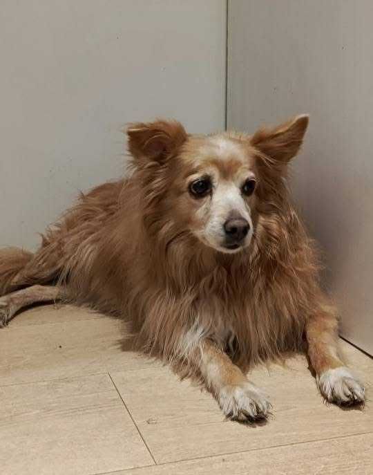 Psy do oddania w dobre ręce