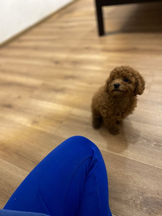 Мальтипу элитный мини малыш ред браун