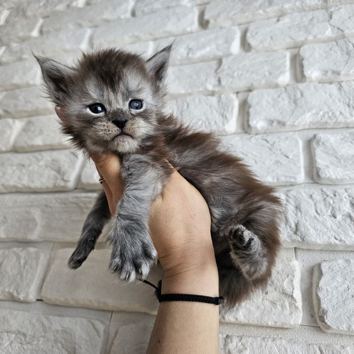 Koteczka Maine coon rodowód fpl fife