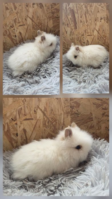 Karzełki Teddy Mini