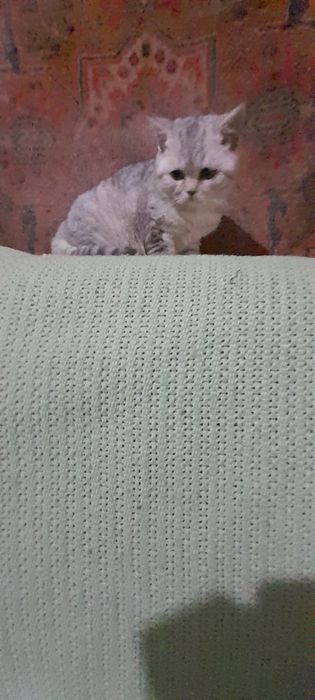 Британские котики.