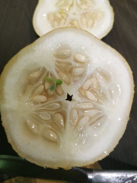 семена огурца пятикамерного,уже не много! без предоплаты