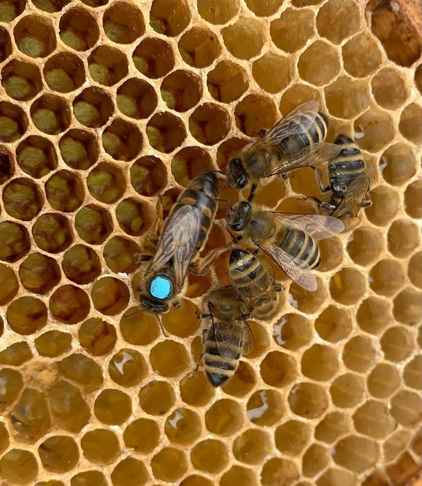 Бджоломатки Карніка Т 1075 F1