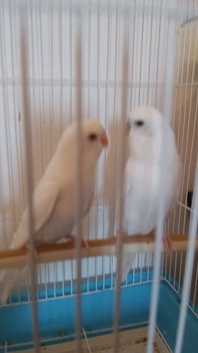 Budgie Bird pairs