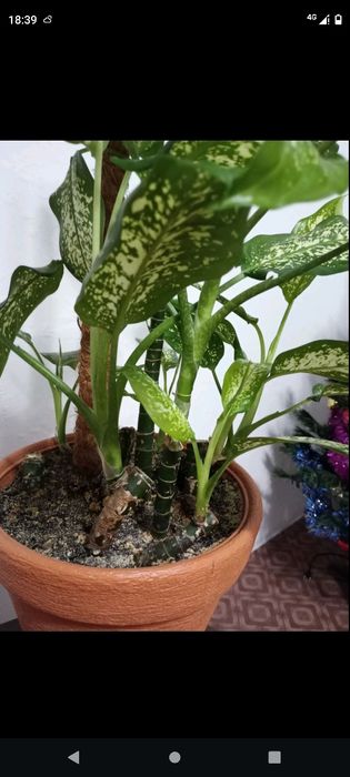 Дифенбахия продажа, обмен