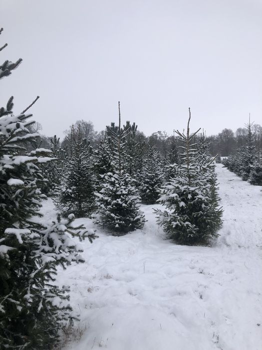 Choinka Wrocław choinki z plantacji