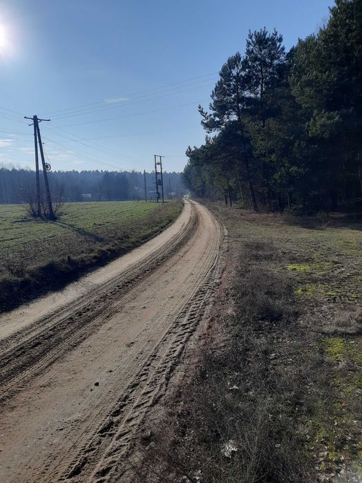Wydzierżawię działki leśno-rolne