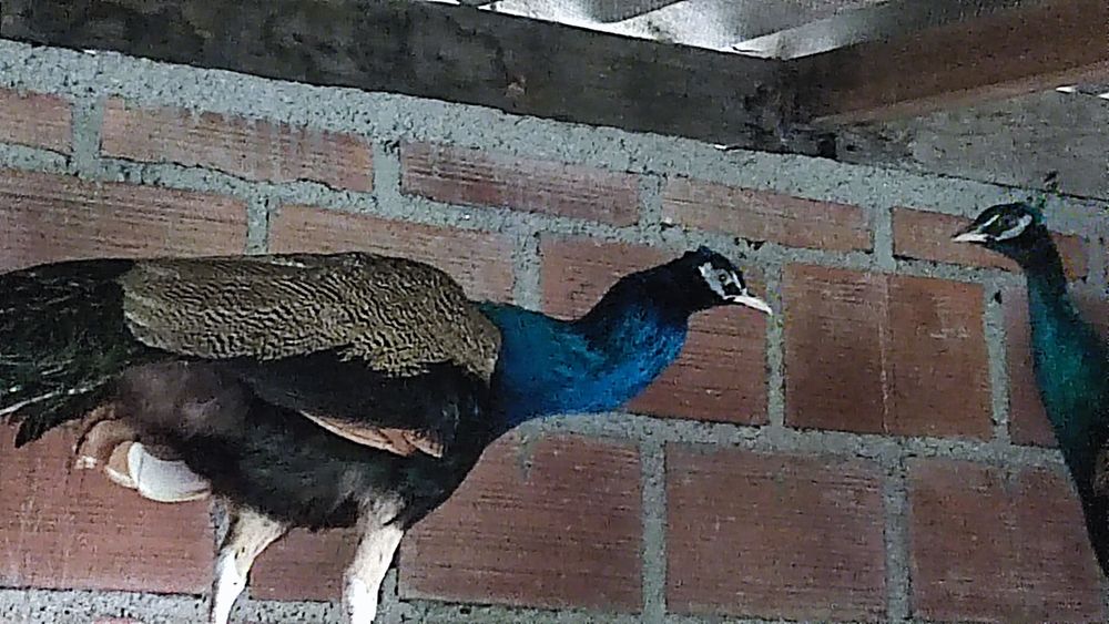 Vendo.                                                                                        pavões