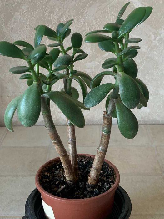 Грошове дерево Красула Товстянка