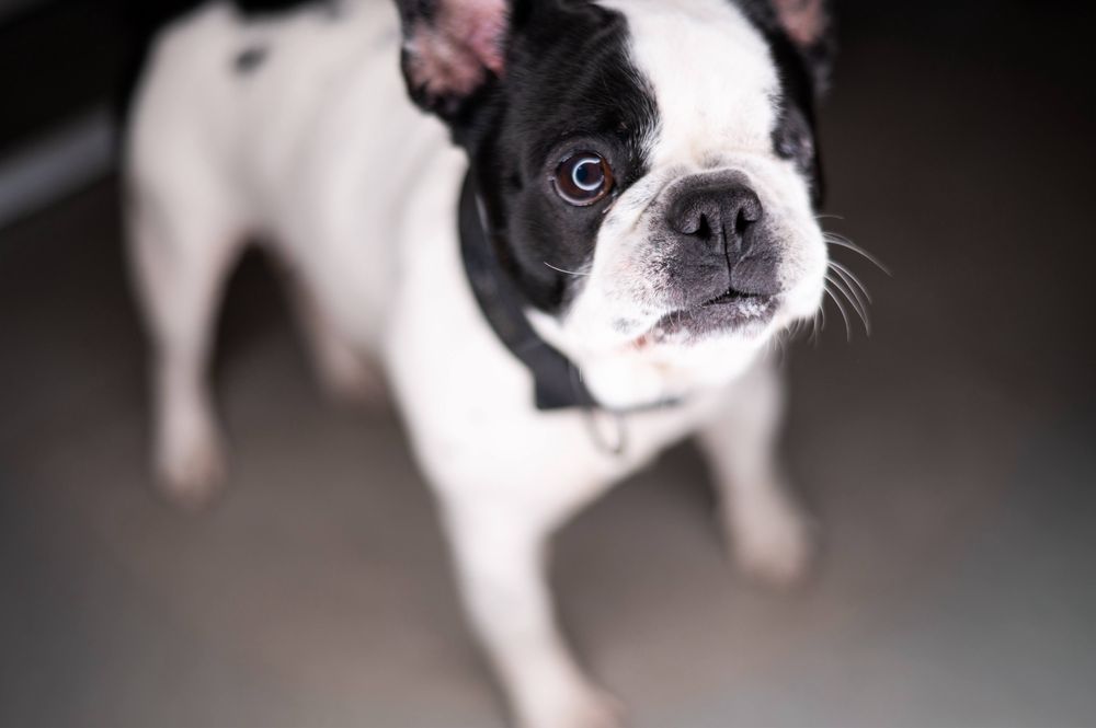 Buldog francuski Didi szuka domu