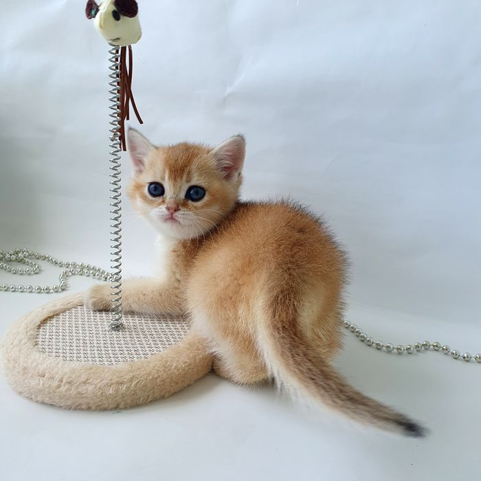 Кошечка британка ny12 клубная золотая шиншилла. Котята Киев