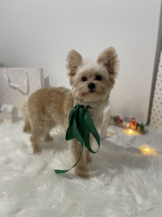 Міні-принцеси Помапу чекають на свої сімї
