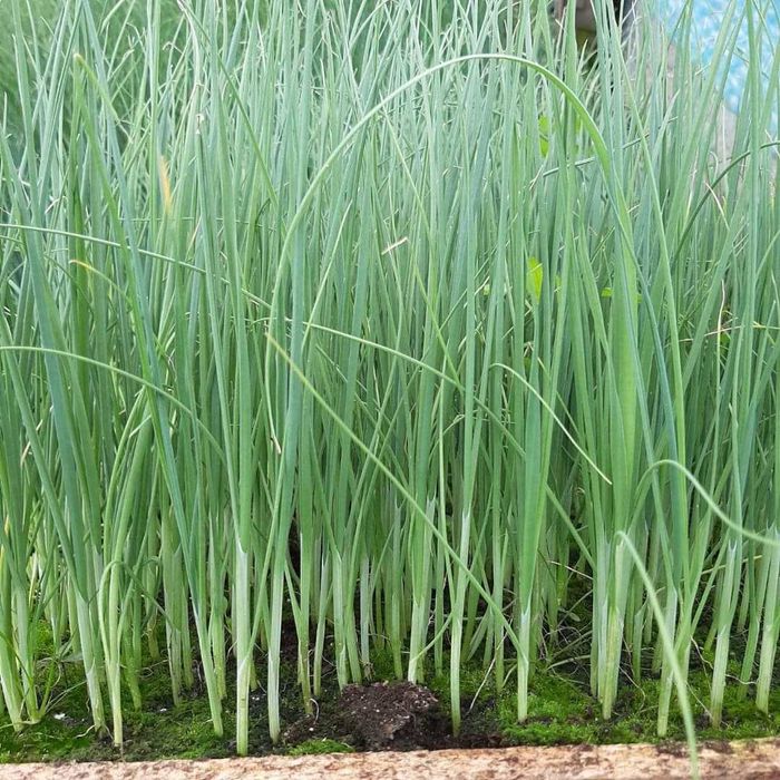 Rozsady warzyw - pomidor, papryka, ogórek, sałata,cebula, por, seler..