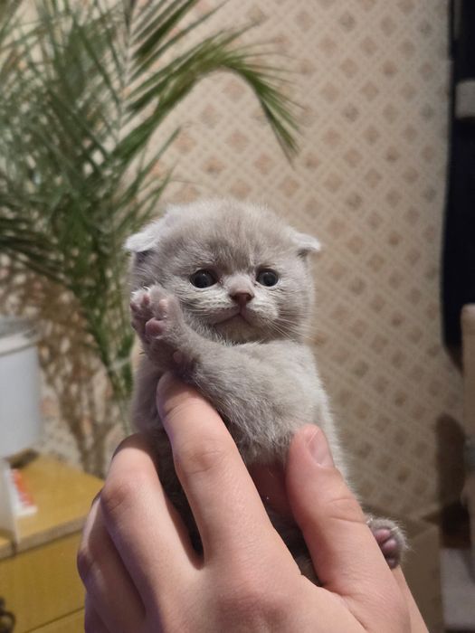 Скотіш фолд. Вʼязка